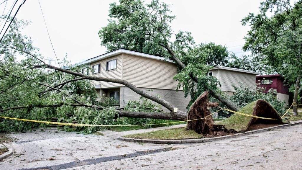 trees knocked down by storm on top of building